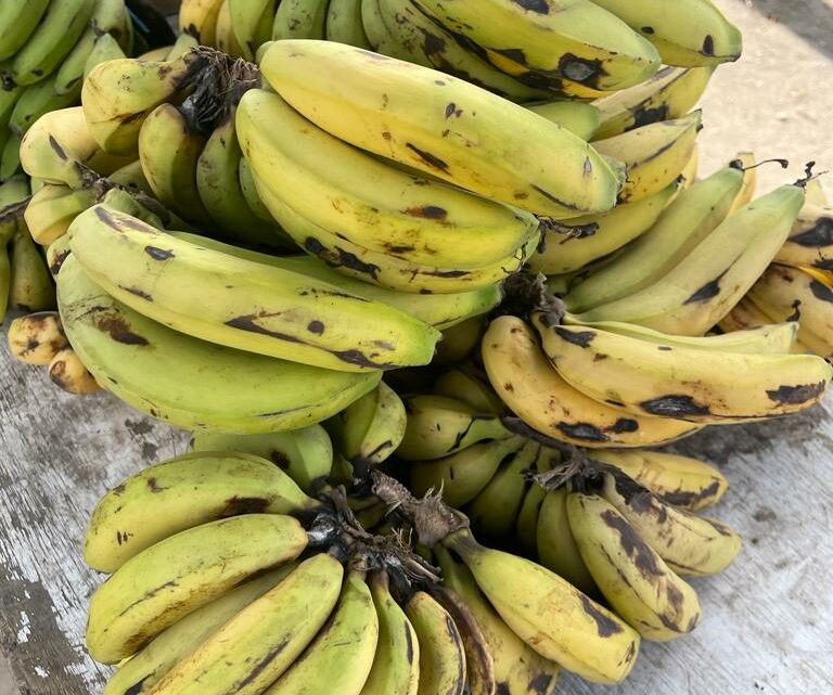 Ecuador – “alles Banane”