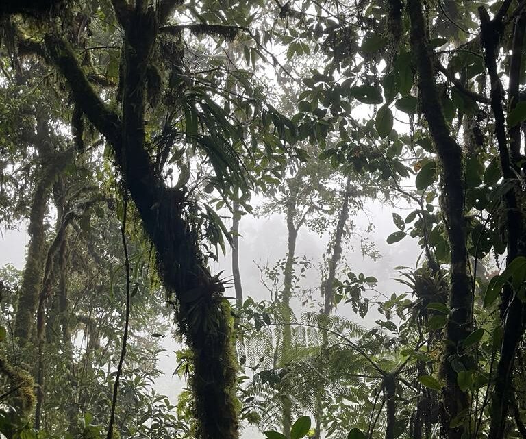 Zur Abwechselung ein bisschen Nebelregenwald